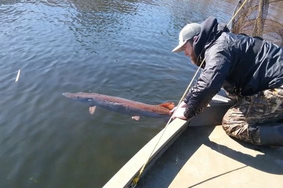 A man holds a musky by the tail as he prepares to release the fish.