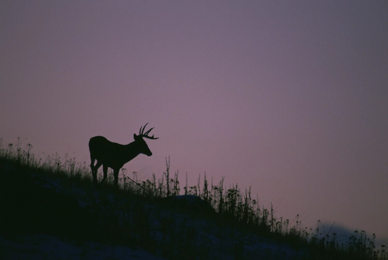 usfws-white-tailed-deer-large (2).jfif