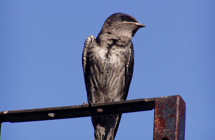 A purple martin sits on a metal bar with a blue sky behind.