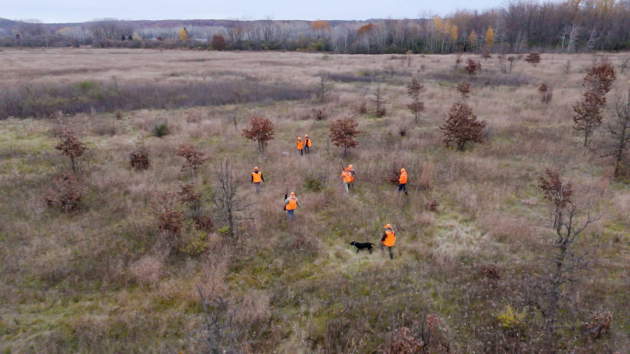 hunters wearing blaze orange walking through a grassland area