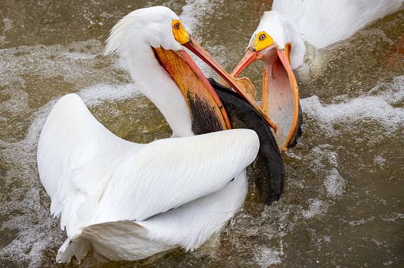 two white pelicans battle for a fish