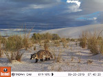A badger walks through sparse grasses with white sand dunes and a dark, stormy sky in the background.