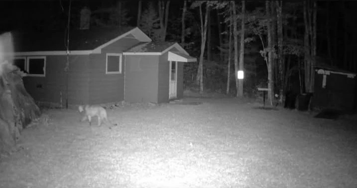 Black and white photo of a cougar walking away from the camera next to a house.