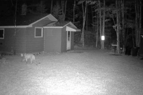 Black and white photo of a cougar walking away from the camera next to a house.