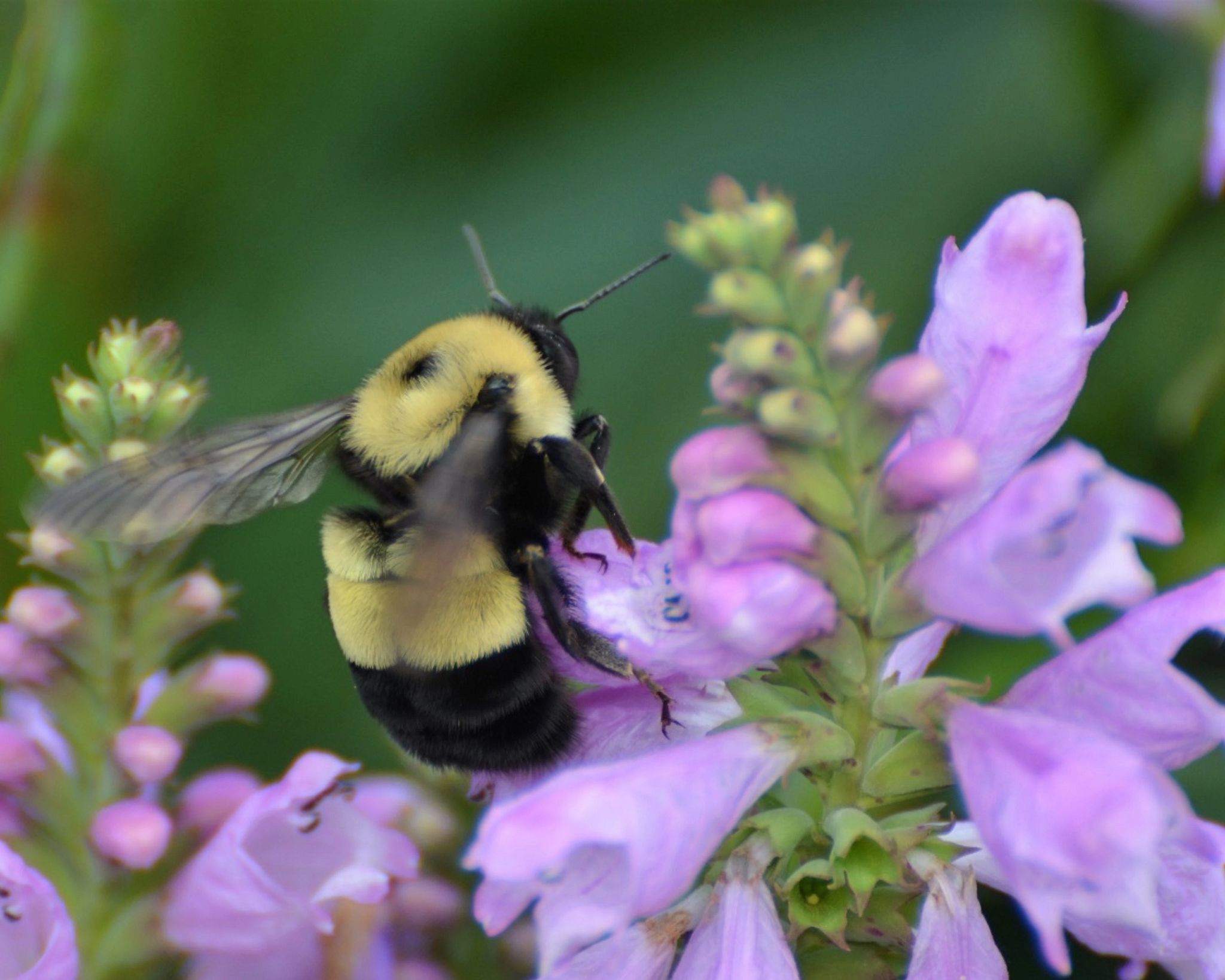 A bumblebee lands on purple flowing Turtlehead, a perennial native plant that attracts pollinators. 