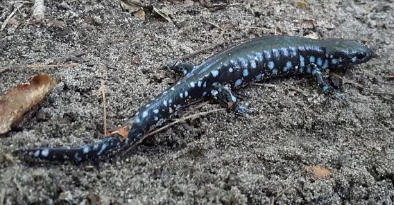 blue-spotted salamander