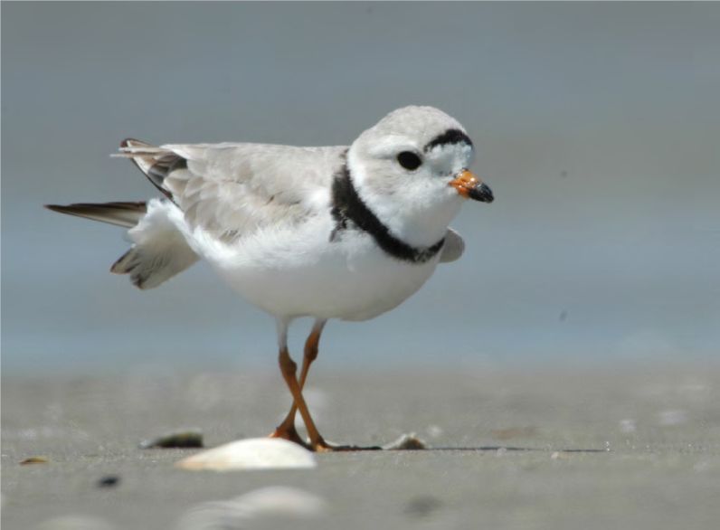 Piping Plover Endangered Species_Credit USFWS.jpeg