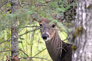 Hunters Follow Baiting And Feeding Bans Properly Dispose Of Carcasses 