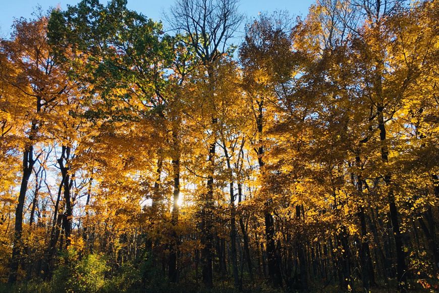 Autumn foliage in a forest, with brilliant orange and yellow leaves, contrasted against a deep blue sky and sunlight from a setting sun filtering through the trees.