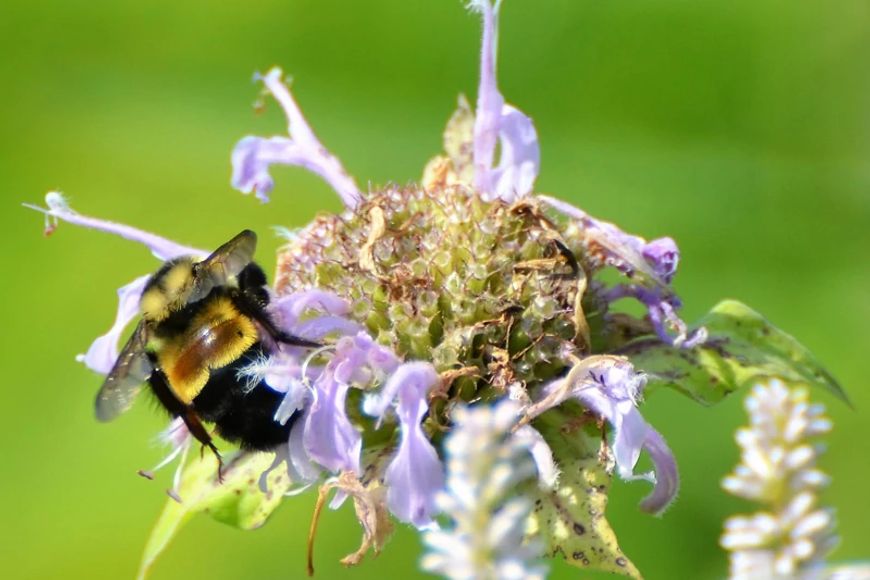 a rusty patched bumble bee on a purple flower