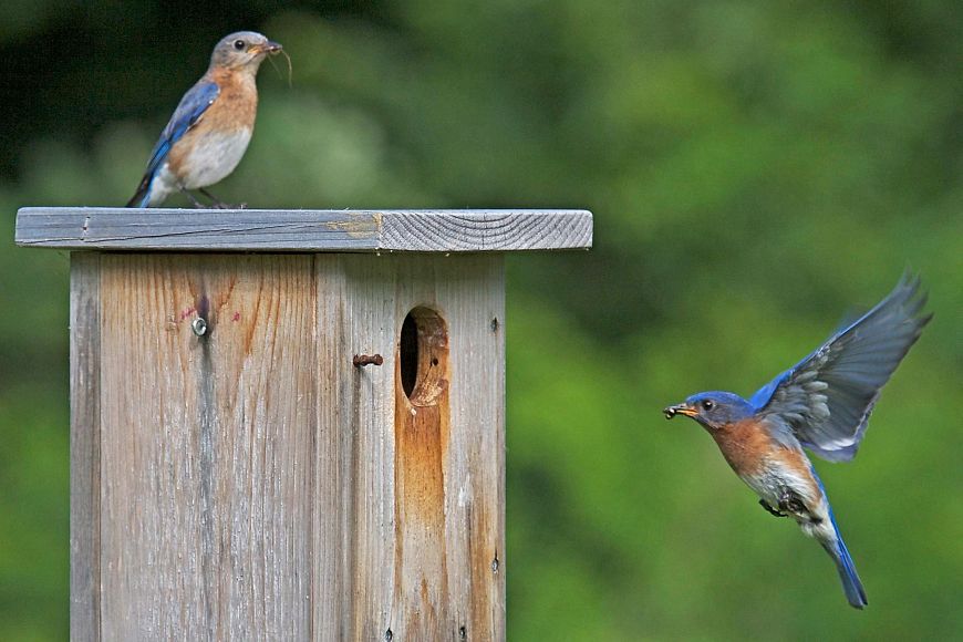 two bluebirds at nest box