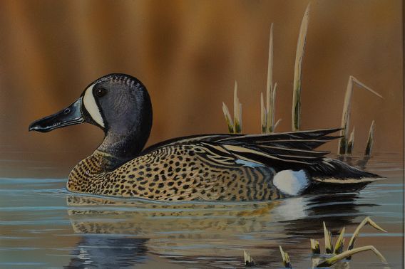A portrait of a blue-winged teal sitting atop calm water with dried reeds in the background.