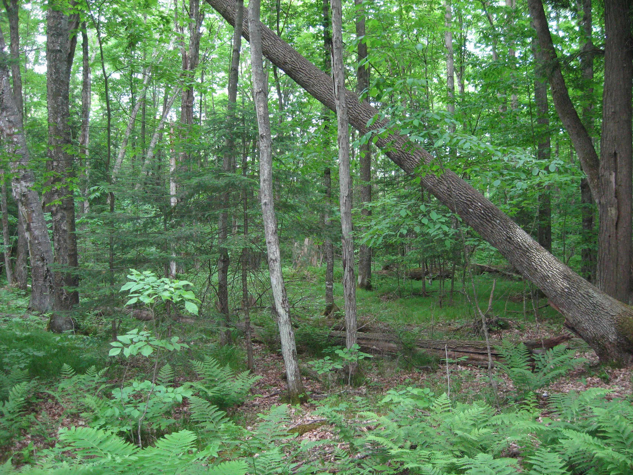 Northern mesic forest at Wolf River Woods State Natural Area.
