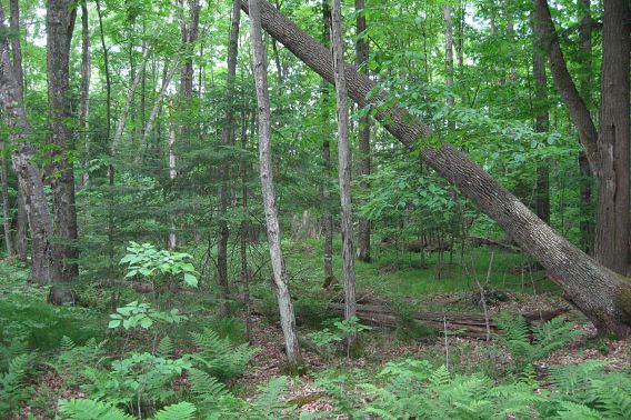 Northern mesic forest at Wolf River Woods State Natural Area.