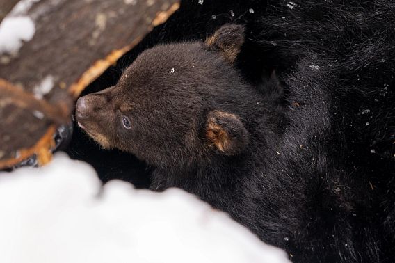 A black bear cub in a den with snow on the ground.