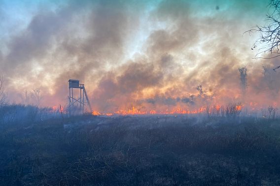 A wildfire burns through a field, quickly approaching an elevated wooden hunting blind.
