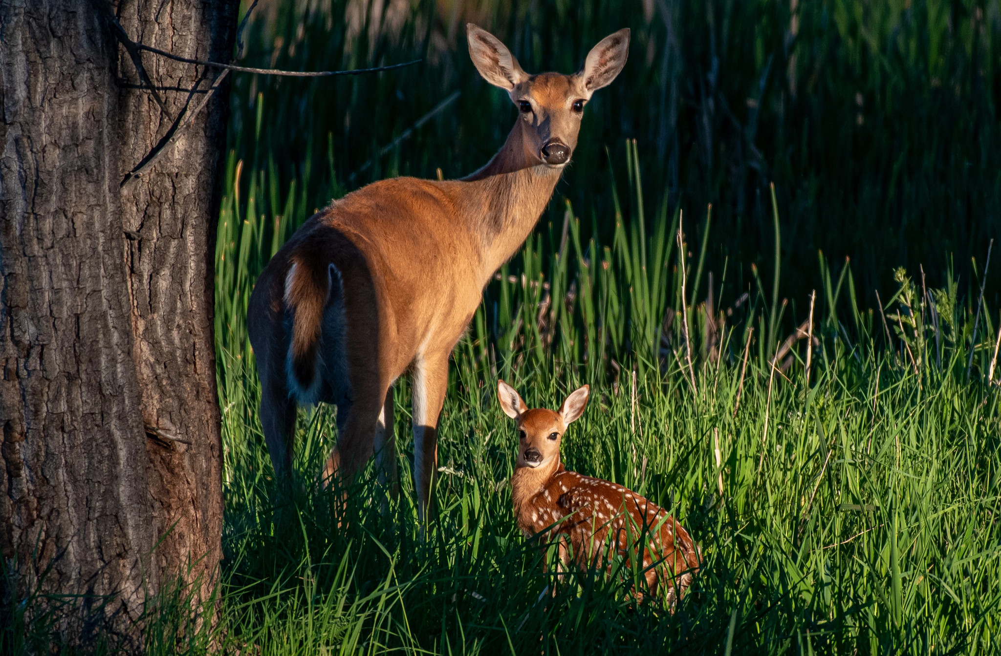 Doe and a fawn standing in a grassy area near a tree