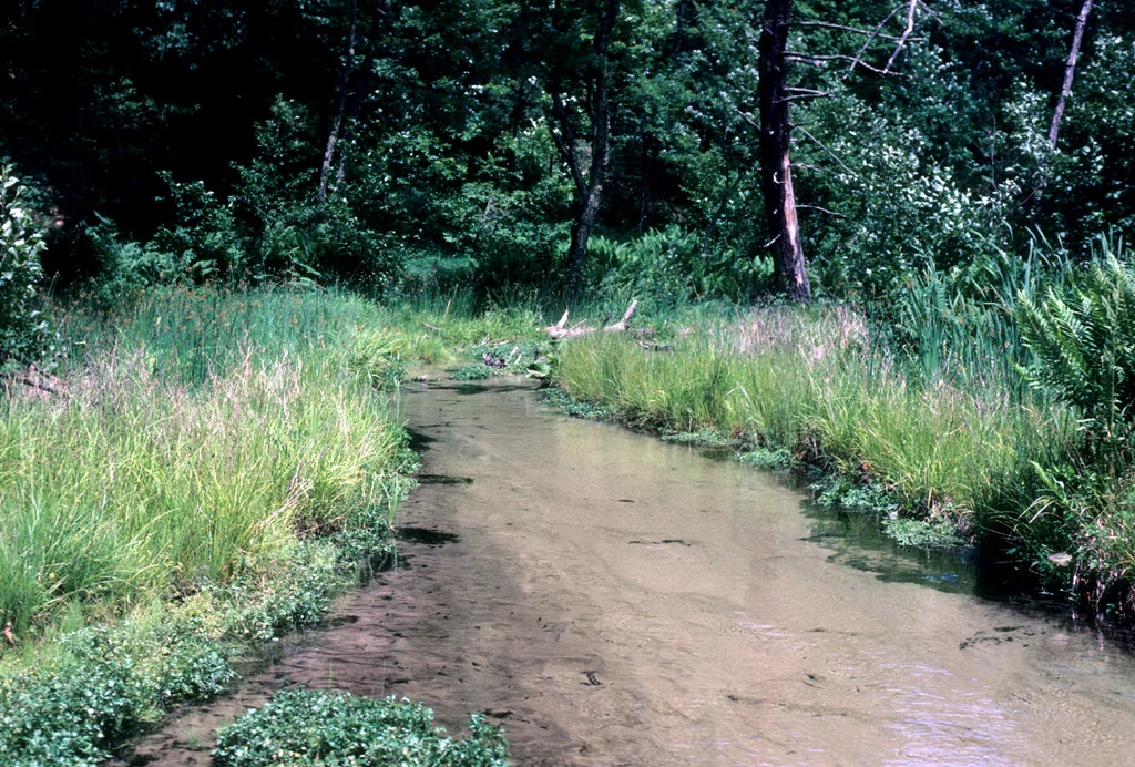A small creek flowing within a grassy and forest landscape.
