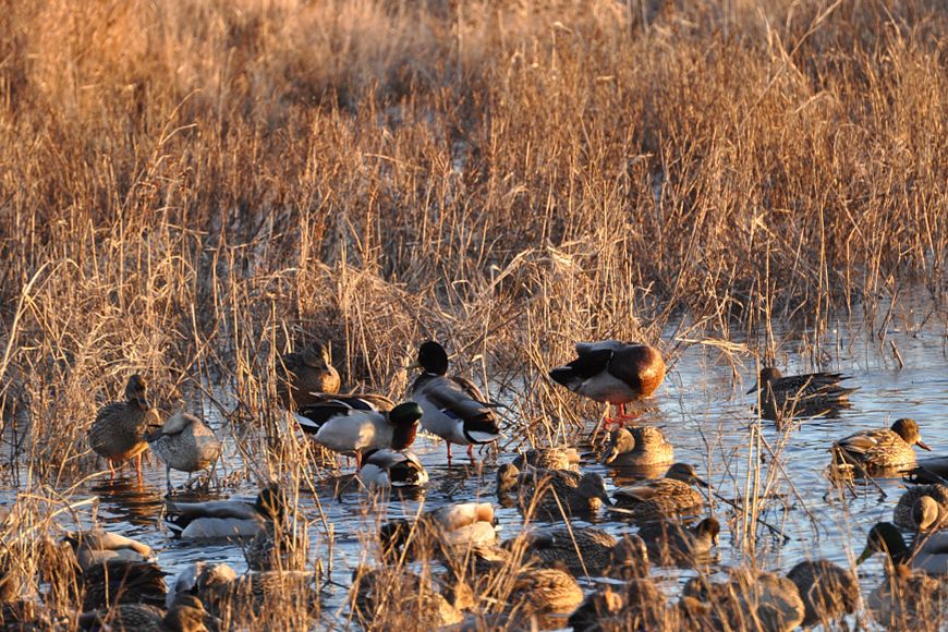 A flock of male and female ducks in a body of water among reeds
