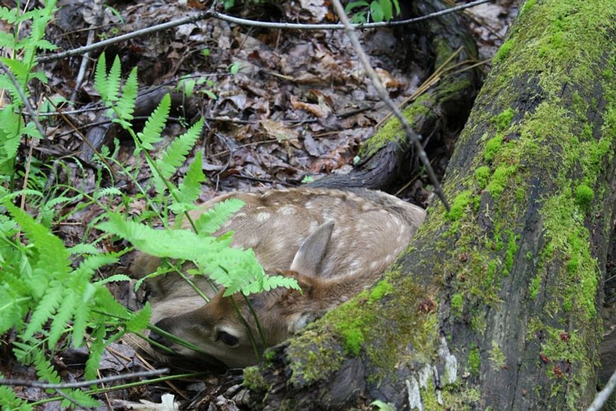 An elk calf lays hidden beneath a tree and spring foliage. 