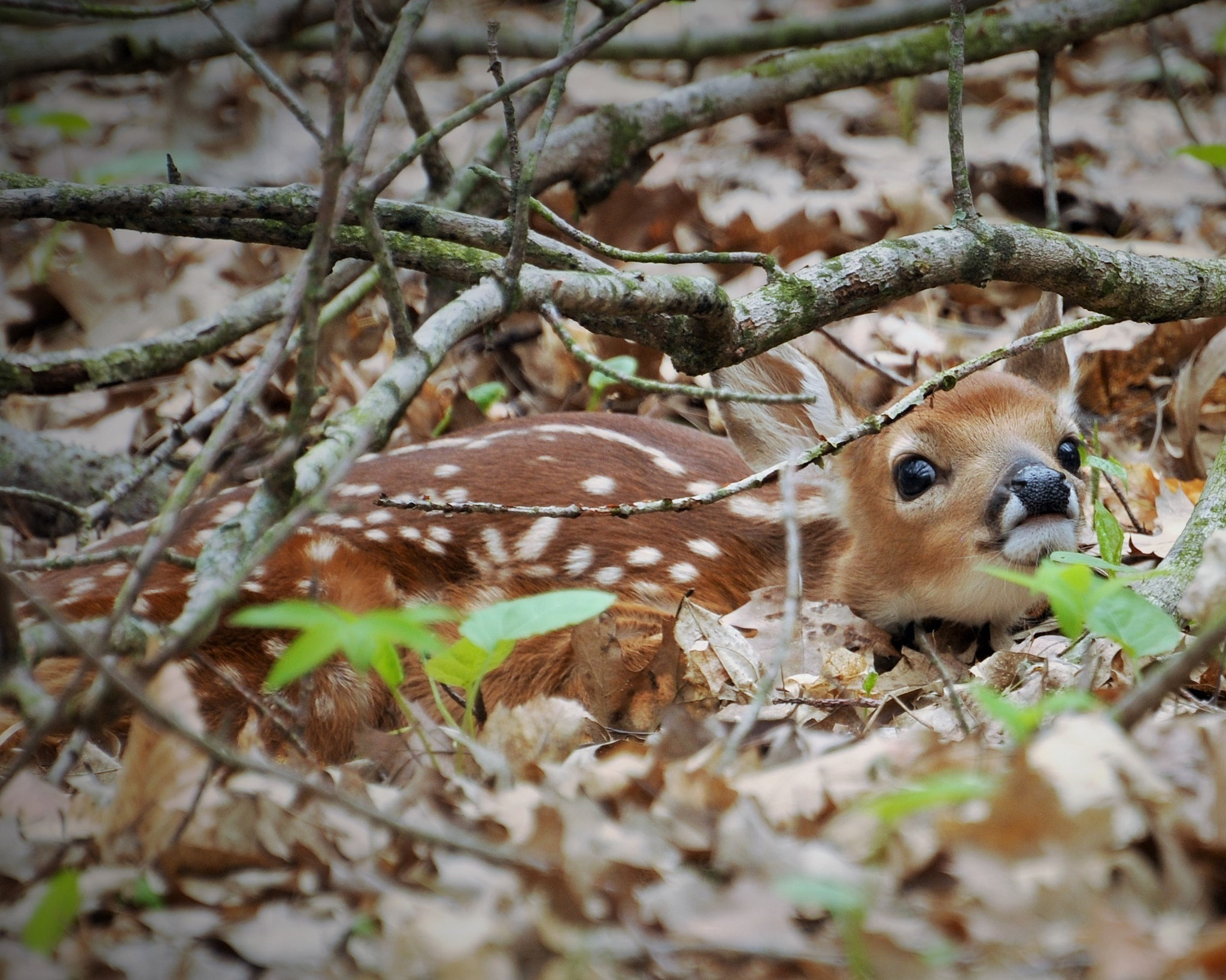 fawn hides in a pile of leaves under fallen branches