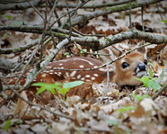 Newborn Baby Deer Walking