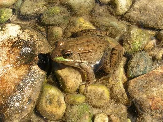 Green Frog, Lithobates clamitans