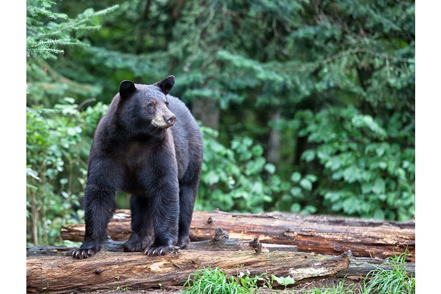 A large black bear stands on a down tree trunk in a forest.