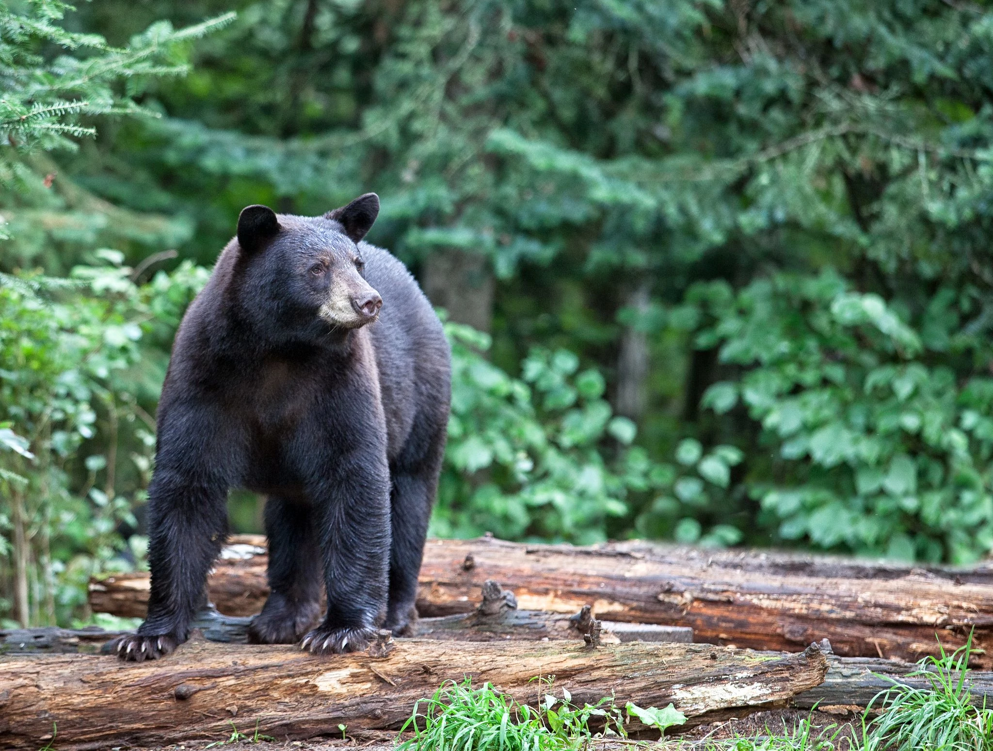 A black bear standing on a fallen tree trunk, with woods behind. 