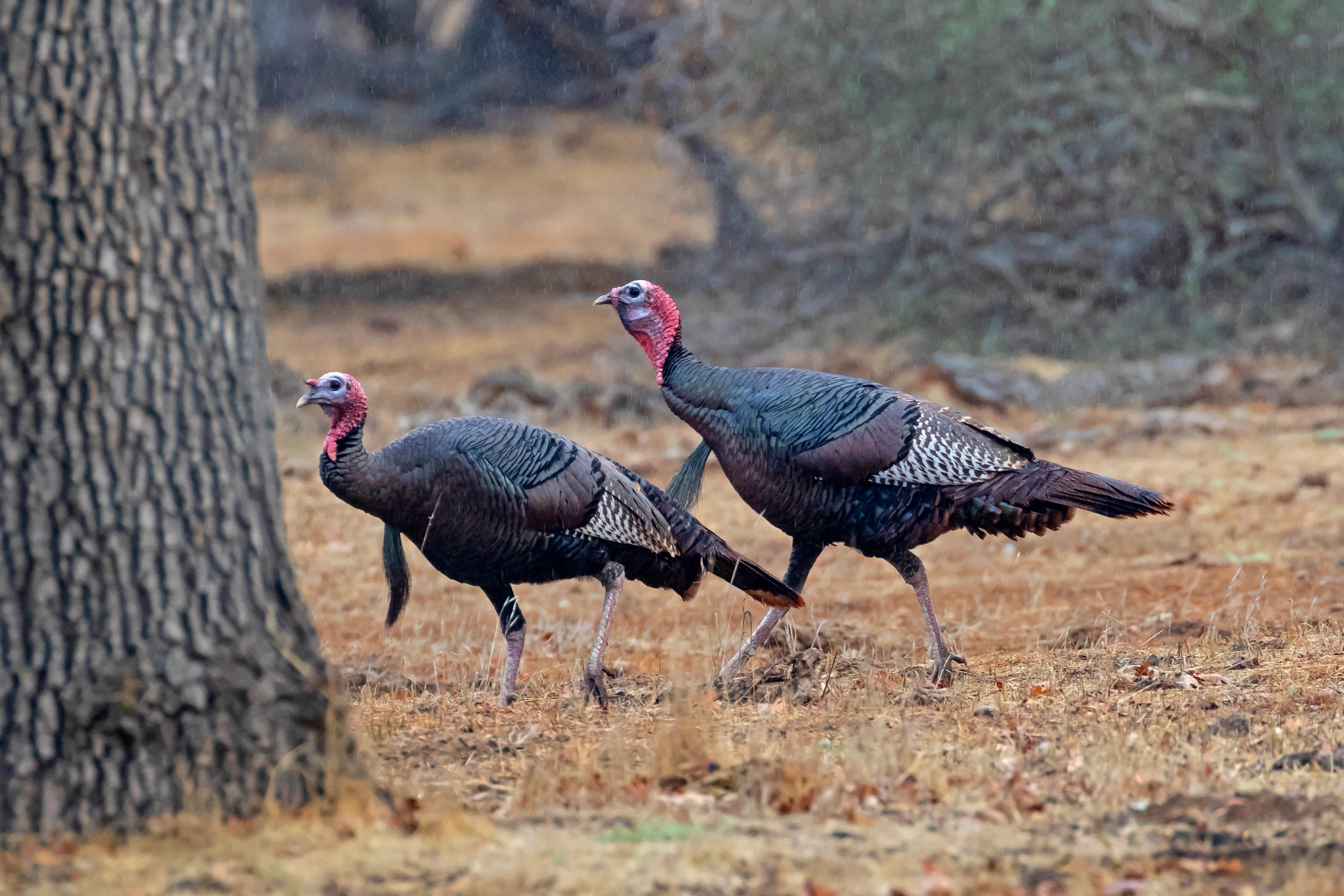 Two wild turkeys strut in an open area with sparse trees during fall. 