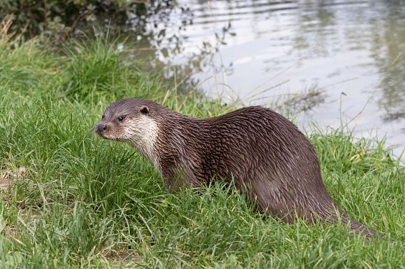 An otter stands in a grassy area along the bank of a body of water.