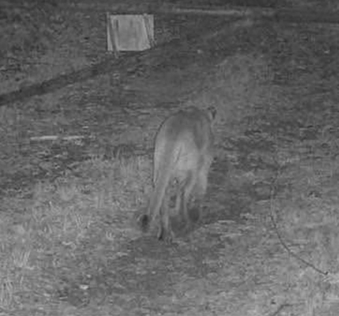 Cougar captured on a black and white trail camera.