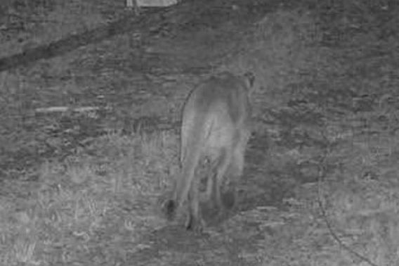 Cougar captured on a black and white trail camera.