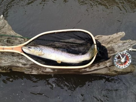 trout in fishing net