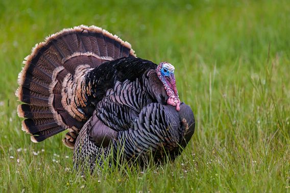Wisconsin DNR news release