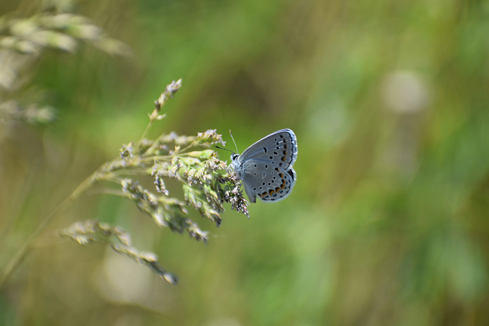 Karner blue butterfly on a green plant