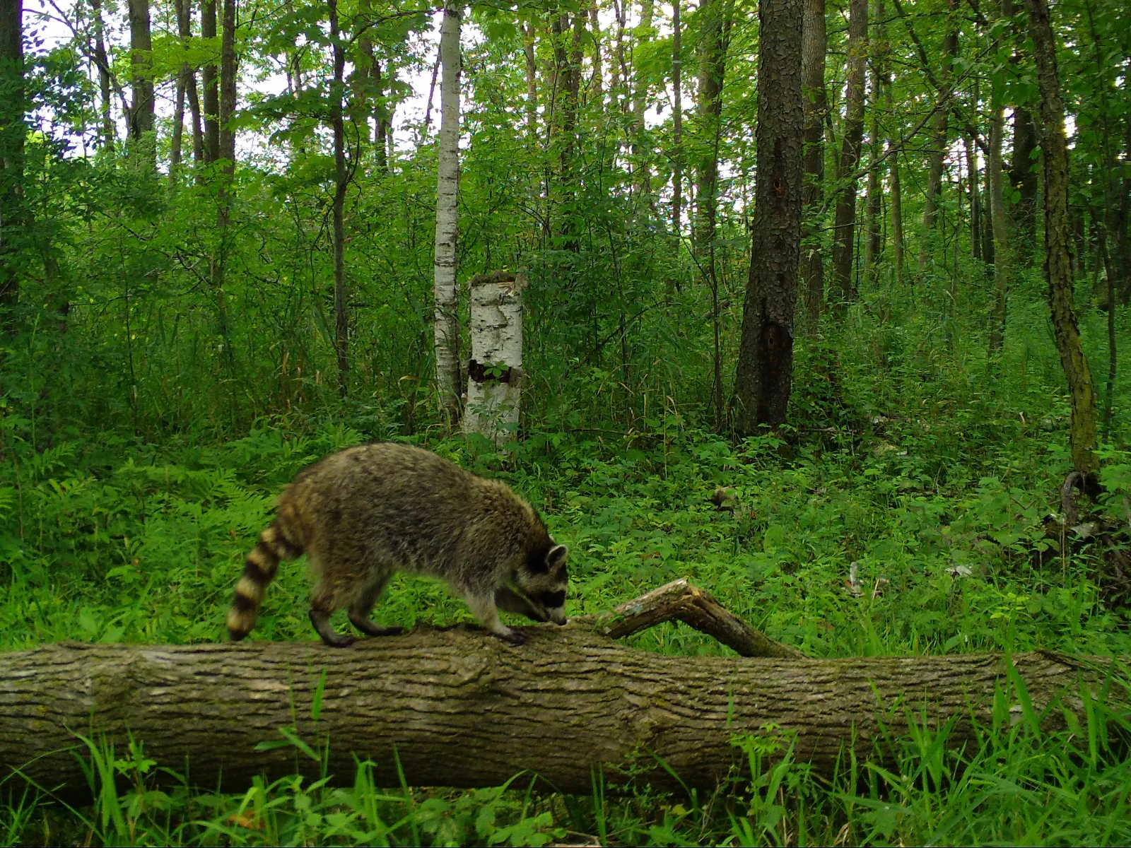 Wildlife Wonders: Raccoons! | Wisconsin DNR