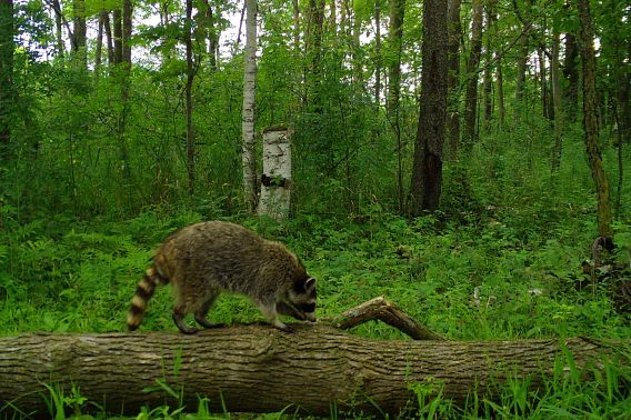 Wi Brown Racoon Wildlife Wonders: Raccoons! | Wisconsin DNR