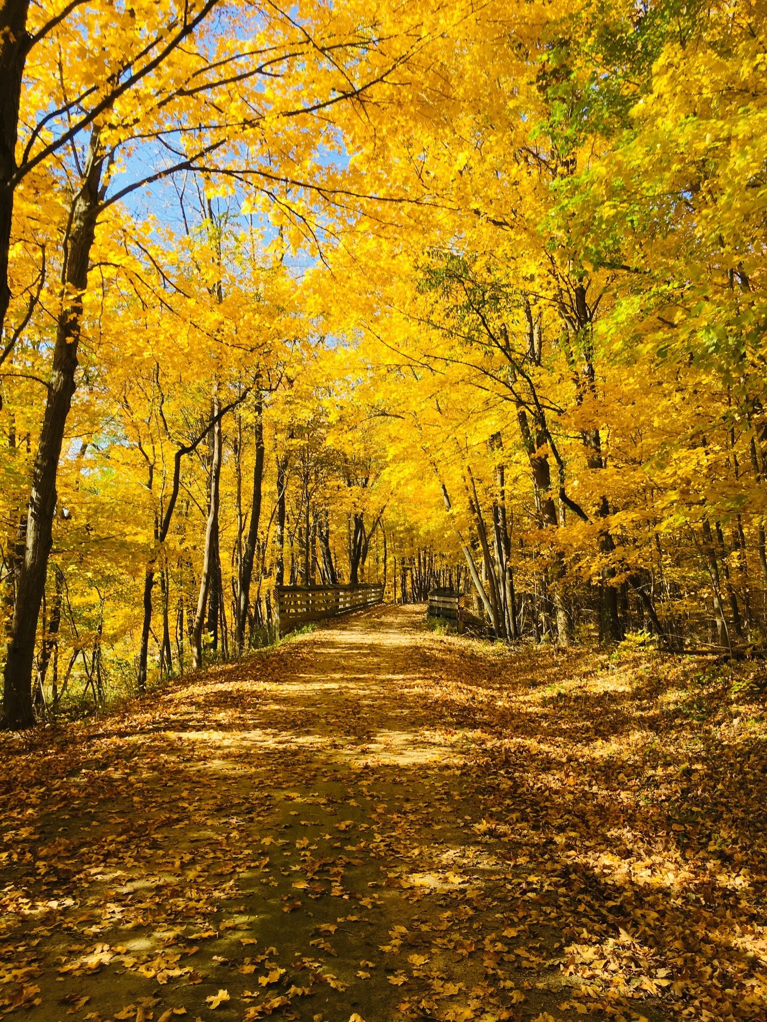 A trail leads through an autumn woods towards a bridge.