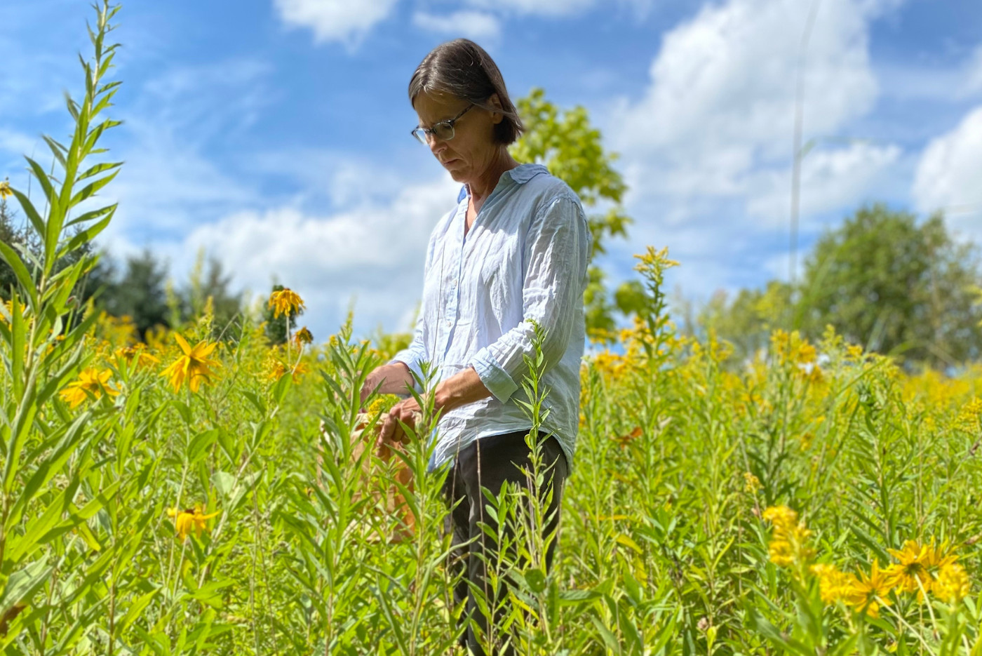 A volunteer in a sunny field of flowering plants, under a blue sky. 