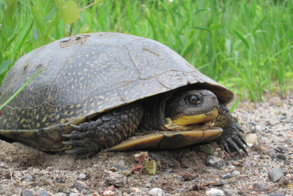 A side-profile of a turtle looking at the camera.