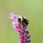 A bumble bee sits on the top of a pink flower.