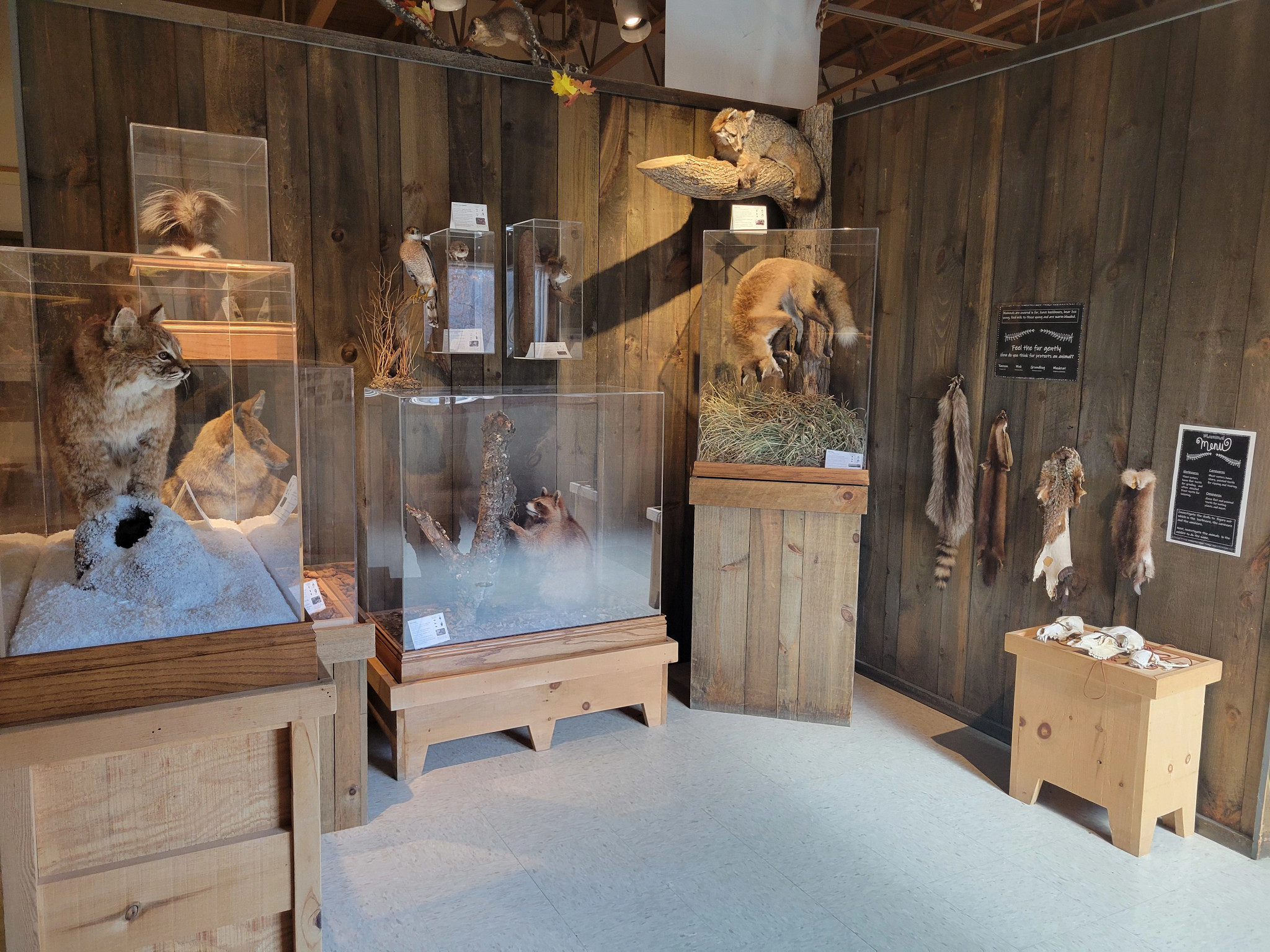 animal displays line the walls of a room about fur trading.