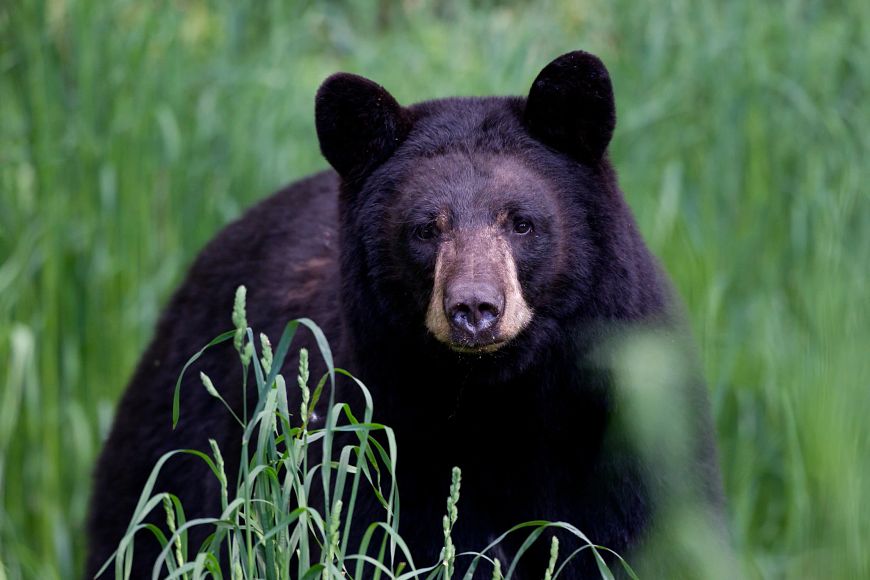 A black bear standing in the woods staring into the camera.
