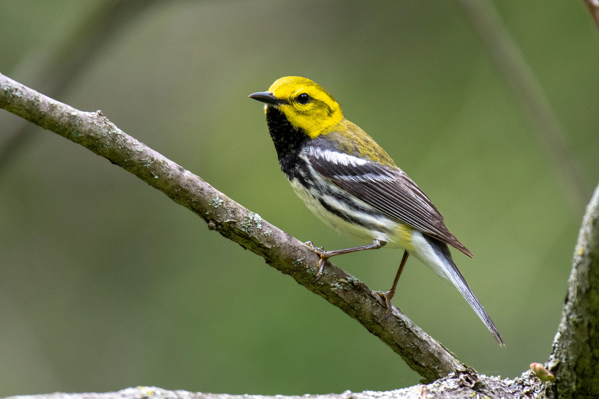 Birdwatching 101 | Wisconsin DNR
