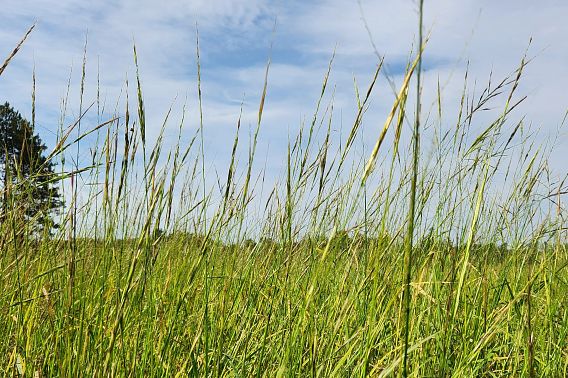 A bed of wild rice beneath a blue sky.