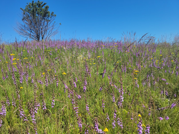 A prairie with purple flowers beneath a blue sky.