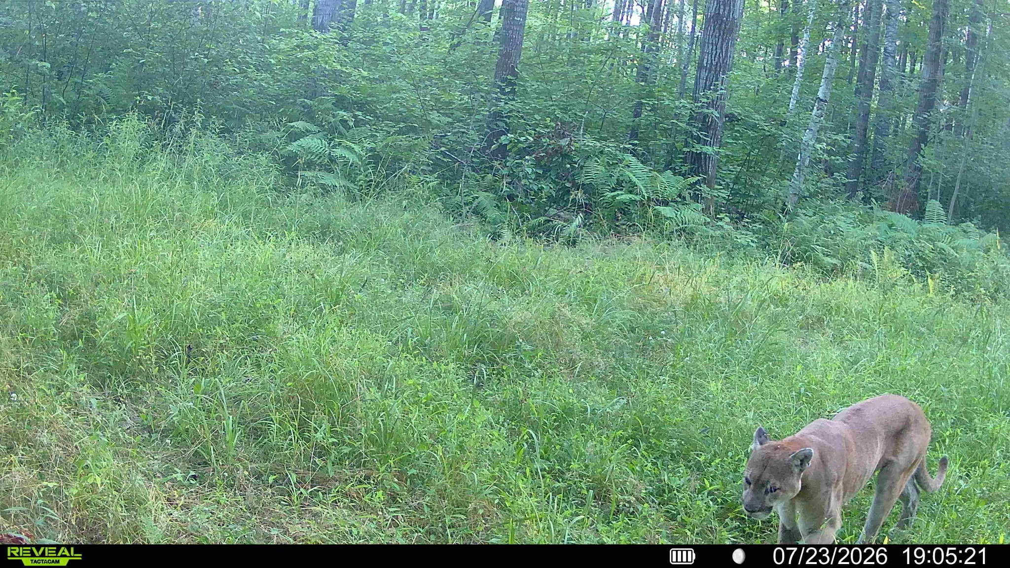 A tree line background camera view with a cougar coming from the right.jpeg
