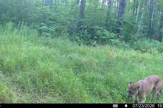 A tree line background camera view with a cougar coming from the right.jpeg