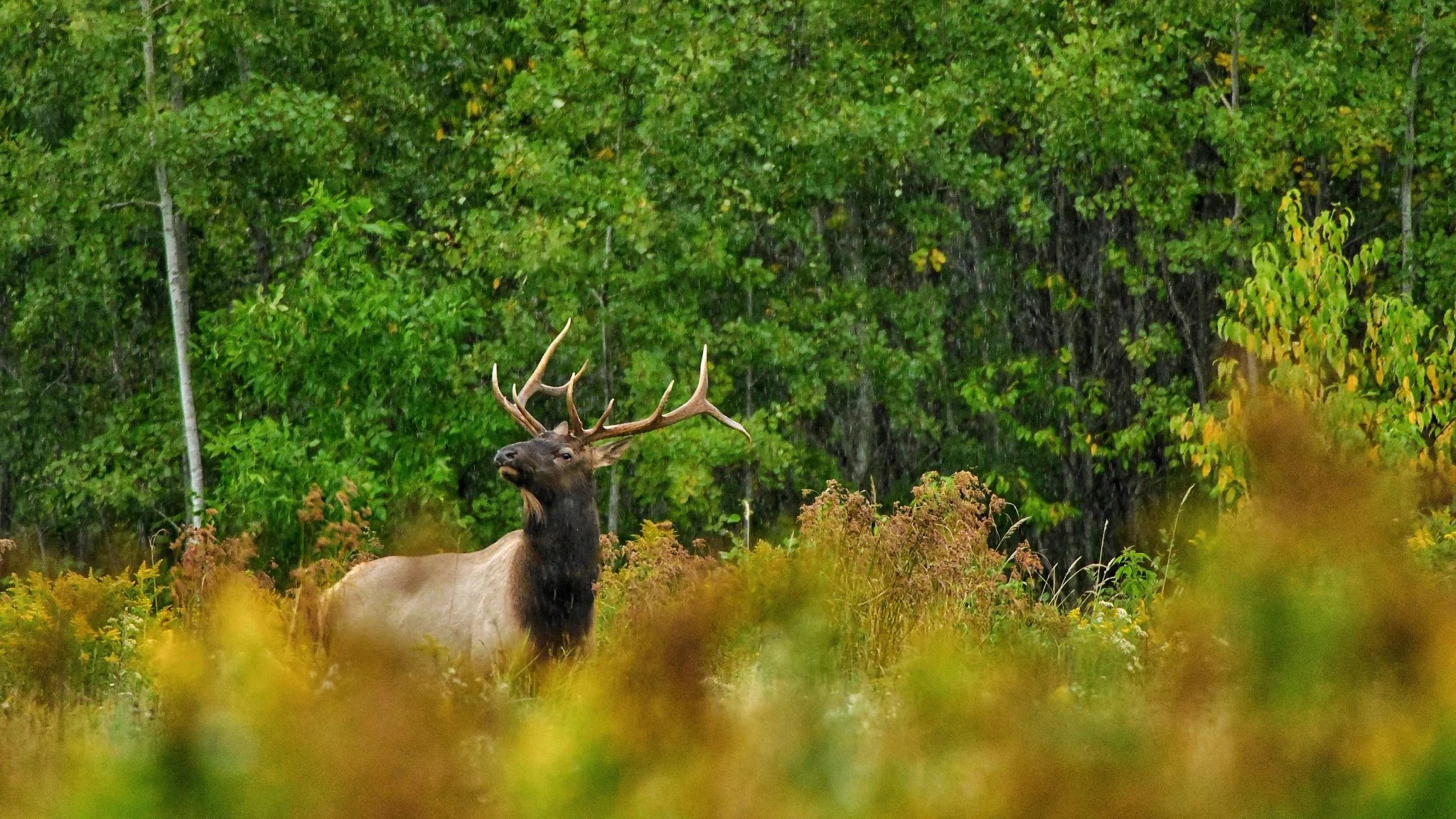 A bull elk stands in a field of tall grass. A wooded area in the background lines the edge of the field. 
